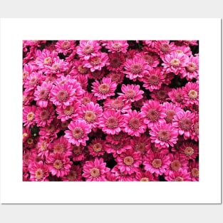 Pink Chrysanthemums Posters and Art